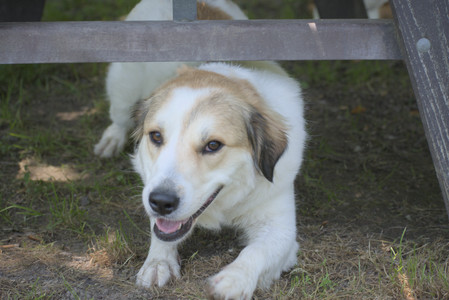 20250622_Dog park and Dog Park Again__DSC0133_.jpg