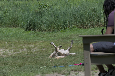 20250622_Dog park and Dog Park Again__DSC0138_.jpg