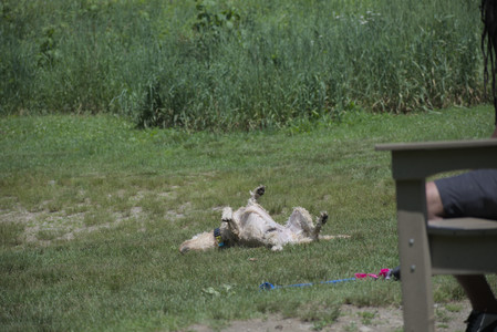 20250622_Dog park and Dog Park Again__DSC0142_.jpg