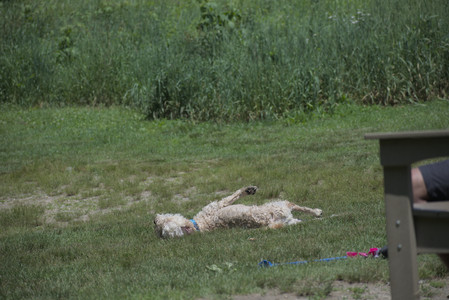 20250622_Dog park and Dog Park Again__DSC0148_.jpg
