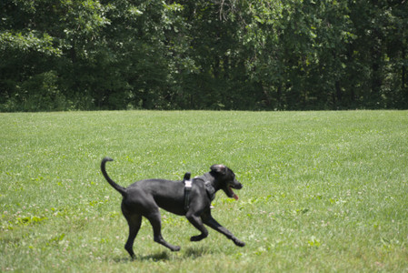 20250622_Dog park and Dog Park Again__DSC0152_.jpg