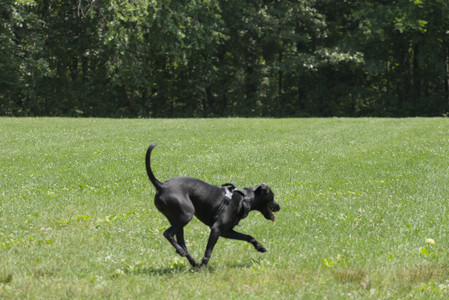 20250622_Dog park and Dog Park Again__DSC0154_.jpg