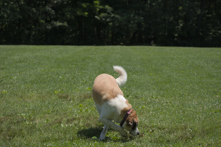 20250622_Dog park and Dog Park Again__DSC0157_.jpg