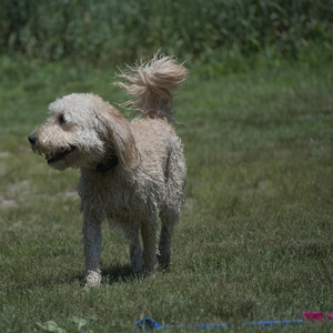 20250622_Dog park and Dog Park Again__DSC0164_.jpg