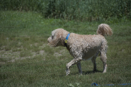 20250622_Dog park and Dog Park Again__DSC0166_.jpg