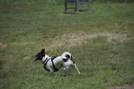 20250622_Dog park and Dog Park Again__DSC0167_.jpg