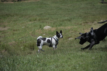 20250622_Dog park and Dog Park Again__DSC0170_.jpg