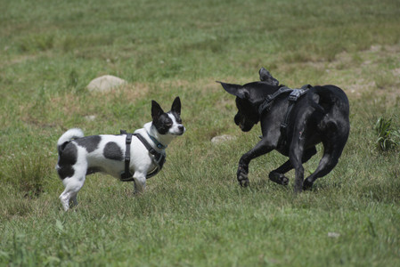 20250622_Dog park and Dog Park Again__DSC0171_.jpg