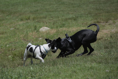 20250622_Dog park and Dog Park Again__DSC0173_.jpg