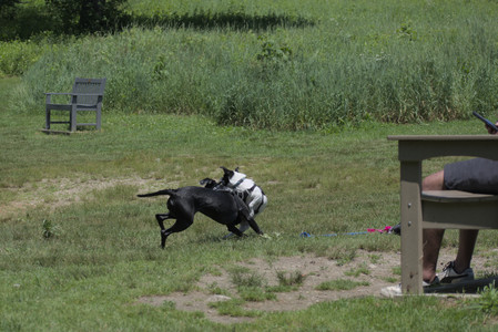 20250622_Dog park and Dog Park Again__DSC0180_.jpg