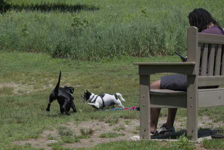 20250622_Dog park and Dog Park Again__DSC0182_.jpg