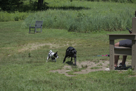 20250622_Dog park and Dog Park Again__DSC0185_.jpg