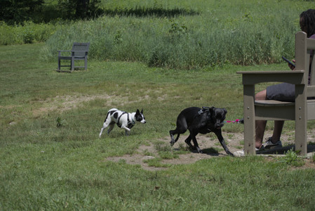 20250622_Dog park and Dog Park Again__DSC0187_.jpg