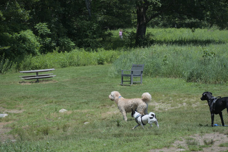 20250622_Dog park and Dog Park Again__DSC0194_.jpg