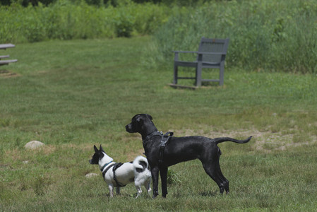 20250622_Dog park and Dog Park Again__DSC0197_.jpg