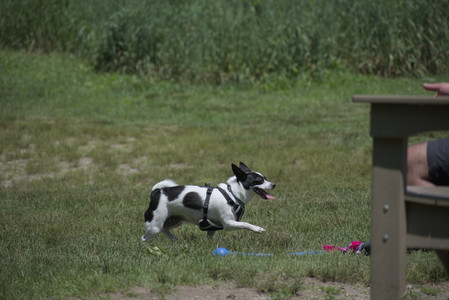 20250622_Dog park and Dog Park Again__DSC0201_.jpg