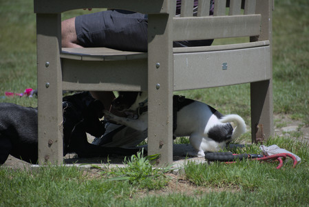 20250622_Dog park and Dog Park Again__DSC0205_.jpg