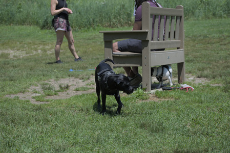 20250622_Dog park and Dog Park Again__DSC0211_.jpg