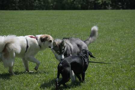 20250622_Dog park and Dog Park Again__DSC0221_.jpg