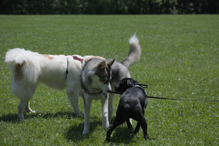 20250622_Dog park and Dog Park Again__DSC0223_.jpg