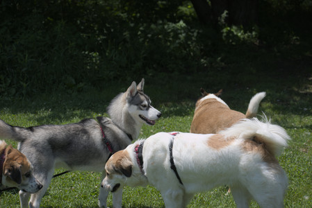 20250622_Dog park and Dog Park Again__DSC0226_.jpg