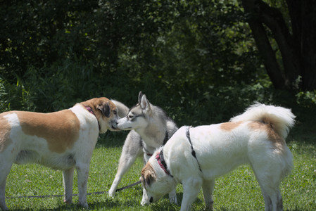 20250622_Dog park and Dog Park Again__DSC0232_.jpg