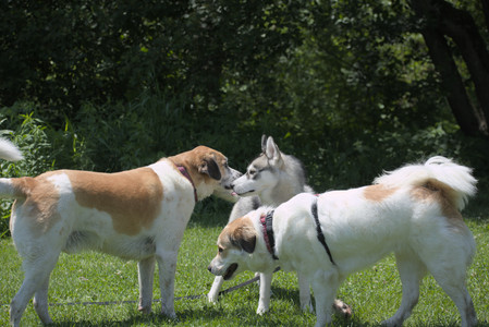 20250622_Dog park and Dog Park Again__DSC0236_.jpg