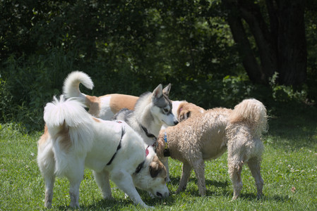 20250622_Dog park and Dog Park Again__DSC0239_.jpg