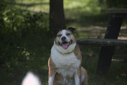 20250622_Dog park and Dog Park Again__DSC0247_.jpg