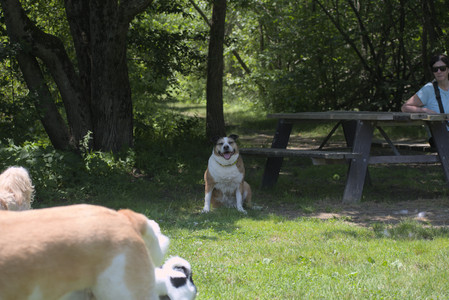 20250622_Dog park and Dog Park Again__DSC0250_.jpg
