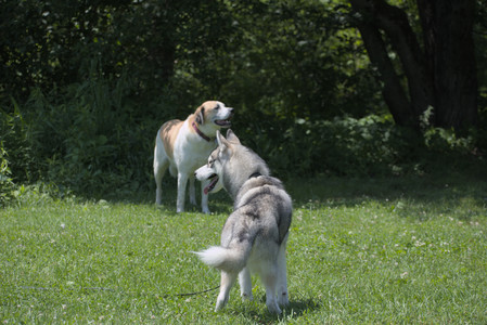 20250622_Dog park and Dog Park Again__DSC0257_.jpg