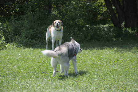 20250622_Dog park and Dog Park Again__DSC0258_.jpg