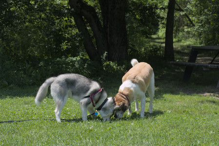 20250622_Dog park and Dog Park Again__DSC0265_.jpg