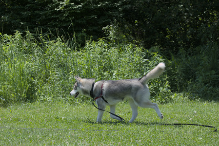 20250622_Dog park and Dog Park Again__DSC0268_.jpg