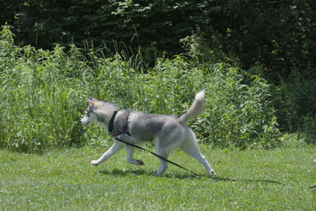 20250622_Dog park and Dog Park Again__DSC0269_.jpg