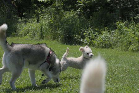 20250622_Dog park and Dog Park Again__DSC0273_.jpg