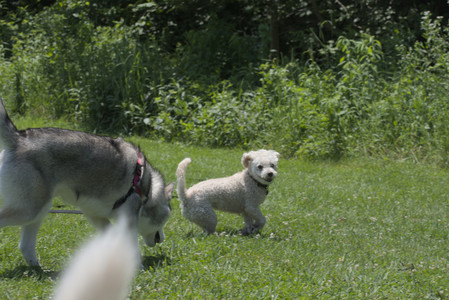 20250622_Dog park and Dog Park Again__DSC0274_.jpg