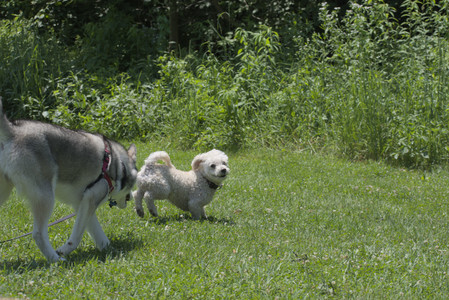 20250622_Dog park and Dog Park Again__DSC0275_.jpg
