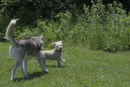 20250622_Dog park and Dog Park Again__DSC0276_.jpg