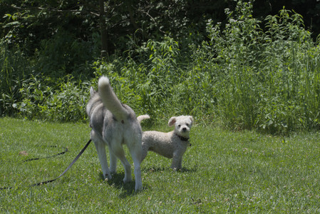 20250622_Dog park and Dog Park Again__DSC0277_.jpg