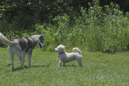 20250622_Dog park and Dog Park Again__DSC0279_.jpg