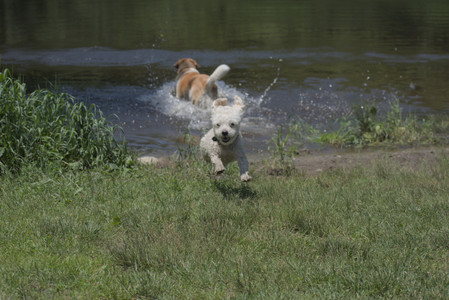 20250622_Dog park and Dog Park Again__DSC0281_.jpg