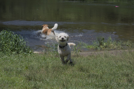 20250622_Dog park and Dog Park Again__DSC0282_.jpg