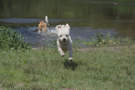 20250622_Dog park and Dog Park Again__DSC0283_.jpg