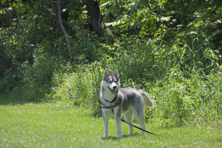 20250622_Dog park and Dog Park Again__DSC0287_.jpg