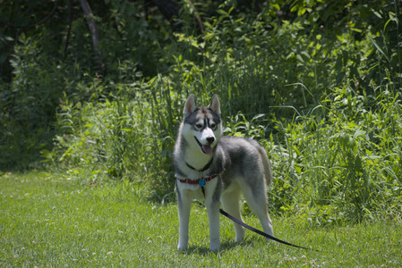 20250622_Dog park and Dog Park Again__DSC0296_.jpg