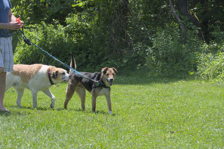 20250622_Dog park and Dog Park Again__DSC0301_.jpg