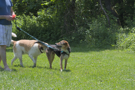 20250622_Dog park and Dog Park Again__DSC0302_.jpg