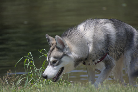 20250622_Dog park and Dog Park Again__DSC0331_.jpg