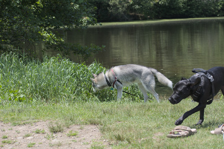 20250622_Dog park and Dog Park Again__DSC0335_.jpg